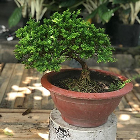 Cây linh sam bonsai hàng đẹp