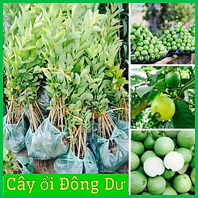 Cây ổi đông dư quả nhỏ rất thơm ra quả quanh năm