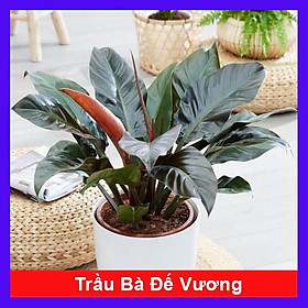 Hình ảnh Trầu Bà Đế Vương - cây cảnh để trong nhà + tặng phân bón cho cây