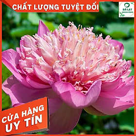 Mua Hạt giống Sen Thái  Sen Quan Âm (5 hạt)