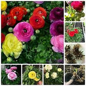 Mua COMBO 5 CỦ GIỐNG HOA HỒNG RI-HOA HỒNG RI BA TƯ