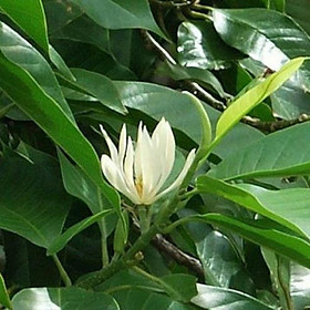Mua Hoa ngọc lan cây  to  cao  đẹp   nhiều tán