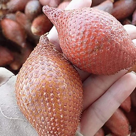 Mua Cây Mây Thái ...8 tháng cây cho trái