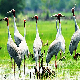 Tour miền Tây mùa nước nổi Đồng Tháp - Tràm Chim 1 ngày