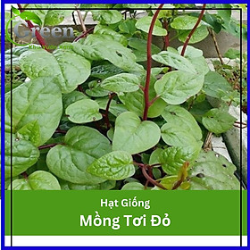 Hạt Giống Rau Mồng Tơi Đỏ Nảy Mầm Tốt