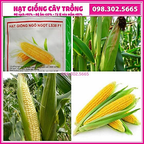 Hạt giống ngô ngọt, bắp ngọt F1 cao sản - 1kg - Hạt giống tuyển chọn chất lượng tốt, năng suất cao