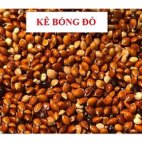 500G HẠT KÊ BÓNG ĐỎ KÊ ĐỎ HẠT TO CHO CHIM CẢNH, LB, COCKATEIL, YẾN PHỤNG