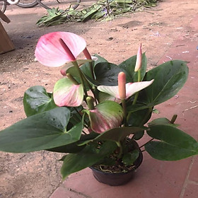 Mua CHẬU CÂY HỒNG MÔN THIÊN NGA