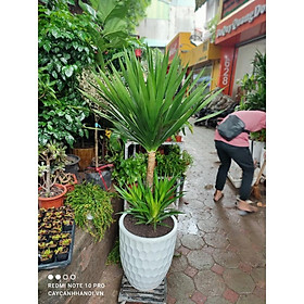 CHẬU CÂY THẦN TÀI NÚI, CÂY PHÁT TÀI NÚI