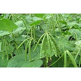 Mua Hạt giống đậu đen xanh lòng  hạt giống chất lượng cao- Gói 100gr