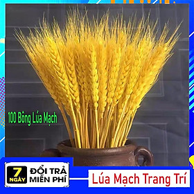 Mua Sét 100 Bông Lúa Mạch Vàng Phong Thủy Chưng Trong Nhà Mang Lại Tài Lộc Ấm No