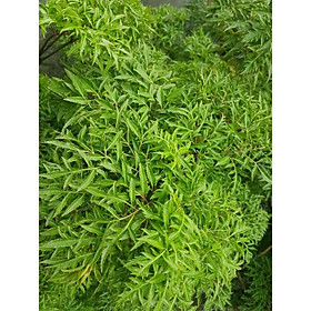 Mua lá đinh lăng tươi ( 250g OGANIC)