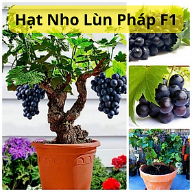 Hạt Giống Nho Lùn Pháp F1 - Nho Lùn Siêu Quả 4 Mùa - gói 10 Hạt