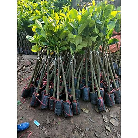 Mít Thái siêu sớm cho quả sau 18 tháng trồng