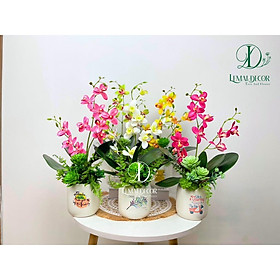 Mua Bình lan hồ điệp giả   kèm chậu đầy đủ phụ kiện