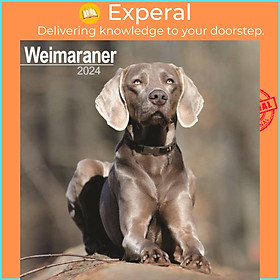 Sách - Weimaraner Calendar 2024  Square Dog Breed Wall Calendar - 16 Month by  (UK edition, paperback)
