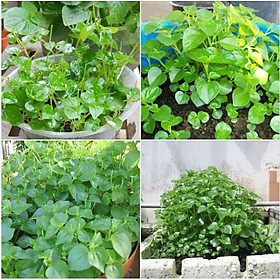 Mua Hạt giống rau càng cua - 1 gói 0.5gram