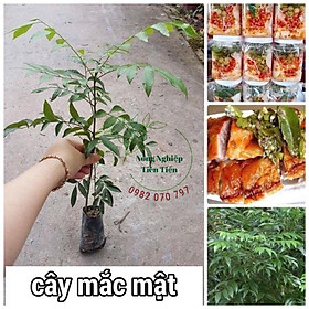 Cây móc mật - cây gia vị và cây dược liệu.