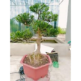 Mua cây giống TÙNG LA HÁN - CÂY BONSAI - SIÊU ĐẸP GIÁ SIÊU RẺ