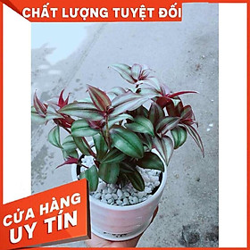 Cây Thài Lài Tím Nhiều Người Mua