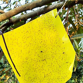 Mua Bộ 5 mét Keo bẫy ruồi đục trái  bẫy bọ trĩ  bọ phấn  sâu vẽ bùa và bẫy các côn trùng khác của Israel với thời gian trên 6 tháng
