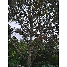 Mua cây giống sầu riêng monthon