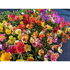 Mua 1 Ký Cành Giống Hoa Mười Giờ SAM ĐƠN Chuẩn SAM THÁI Nhập Khẩu Hoa To Rất Nhiều Màu GIA DỤNG THÔNG MINH PKM