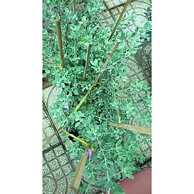 Mua Cây tuyết sơn phi hồ - Tuyết sơn phi hồng
