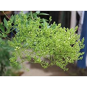 Mua Cây HOA HÒE  cây giống mập  to  sai hoa  cam kết cây giống như hình