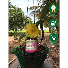 Mua Phân Tan Chậm Thông Minh RYNAN 220 (150g)  Phân NPK 12-12-20+TE dùng cho hoa lan  cây kiểng