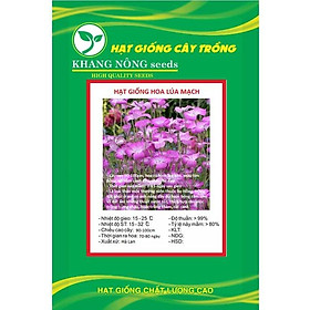 Hạt giống hoa cẩm chướng hồng hoa lúa mạch KNS3687 - Gói 50 hạt