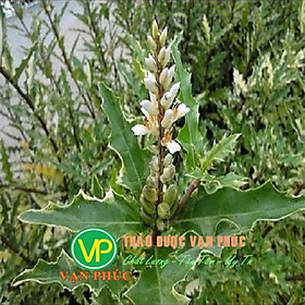 Cây ô rô khô 1kg