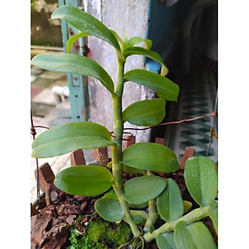 Mua Hoa phong lan giã hạc(phi điệp)- 5CT mắt mờ hải dương ( hàng cắt kie )