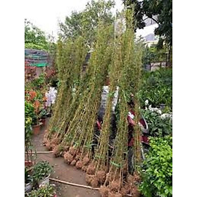 Mua CÂY  TRÚC QUÂN TỬ  -CÂY CỦA NGƯỜI QUÂN TỬ