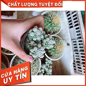 Xương rồng trứng chim kèm chậu  Nhiều Người Mua