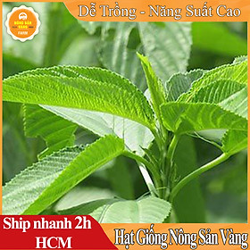 Hạt Giống Rau Đay Xanh, Nhiều Dinh Dưỡng, Ít Sâu Bệnh, Nảy Mầm Cao (Gói 10gr) - Nông Sản Vàng