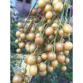 Mua CÂY GIỐNG QUẤT HỒNG BÌ SIÊU NGỌT SIÊU QUẢ SIÊU KINH TẾ-CAM KẾT GIỐNG CHUẨN F1 + Tặng 01 cây dâu da đất( bòn bon)