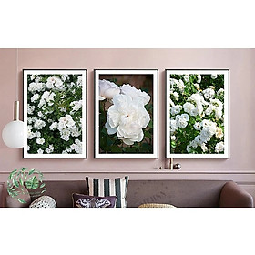Mua Bộ 3 tranh treo tường Hoa hồng trắng 50*70cm