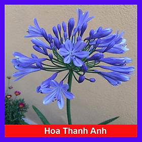 Mua Củ Hoa Thanh Anh - cây cảnh để bàn + tặng phân bón cho cây mau lớn