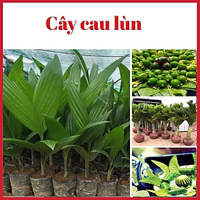 Mua Cây cau lùn tứ quý chuẩn giống vừa làm cảnh vừa ăn quả (ảnh thật hình cuối)