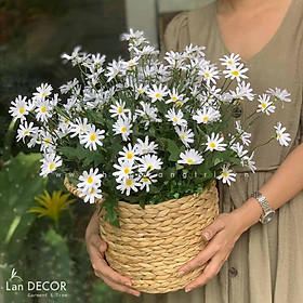 GIỎ CÚC HỌA MI TRẮNG TRANG TRÍ CC443