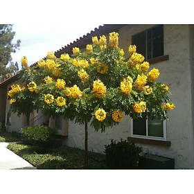 Mua COMBO 3 BẦU CÂY GIỐNG MUỒNG LÁ LẠC Muồng Hoa Vàng CÂY SIÊU ĐẸP