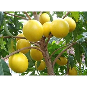 Mua Cây vú sữa hoàng kim