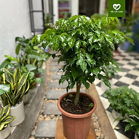 Cây Hạnh Phúc thân gỗ nội thất