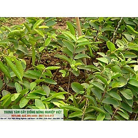 Cây Giống Ổi Tứ Quý, Quanh Năm Ra Quả