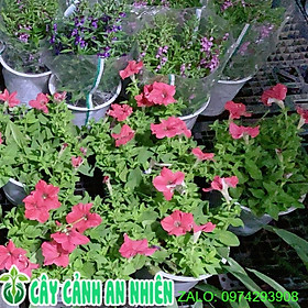 Mua Chậu Hoa Dạ Yến Thảo 70k/chậu