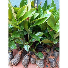 Combo 02 cây giống HOA HẢI ĐƯỜNG đỏ cánh kép