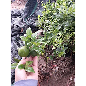 Mua Cây Giống Chanh Tứ Quý Chiết Đang Có Quả cam kết chất lượng (tặng 2 cây quế giống)