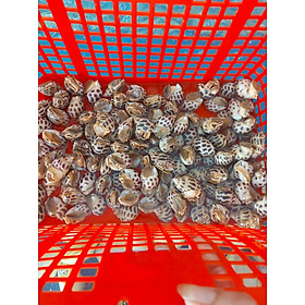 Ốc Hương lớn 50-60 con/kg