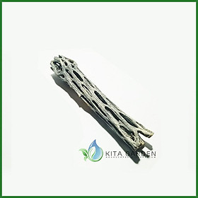 LŨA XƯƠNG RỒNG STAGHORN CHOLLA CACTUS WOOD | Thả hồ cá tép | Size 15cm